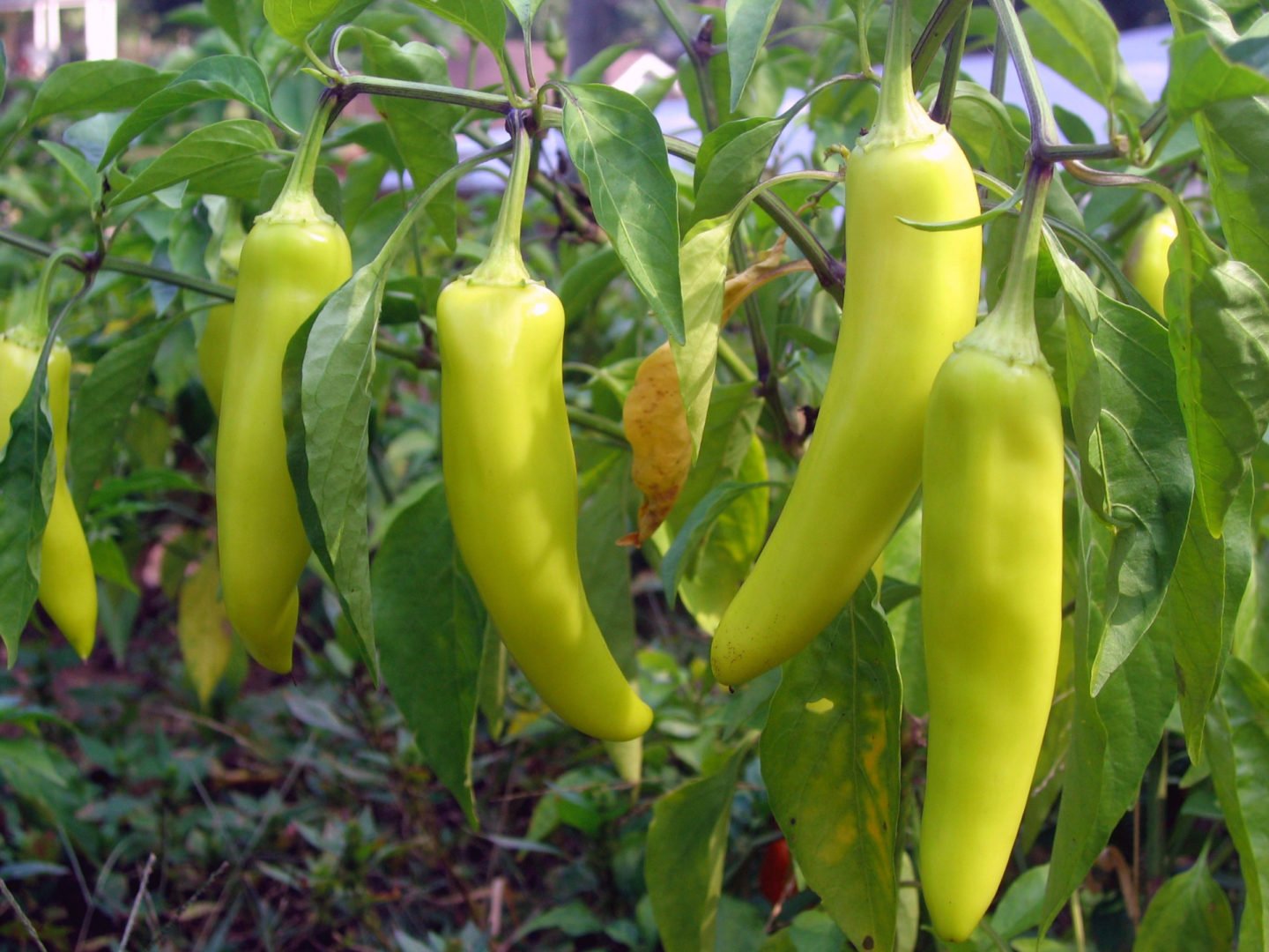 Growing Banana Peppers