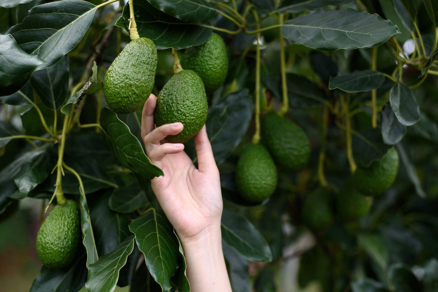 Harvesting Avocados