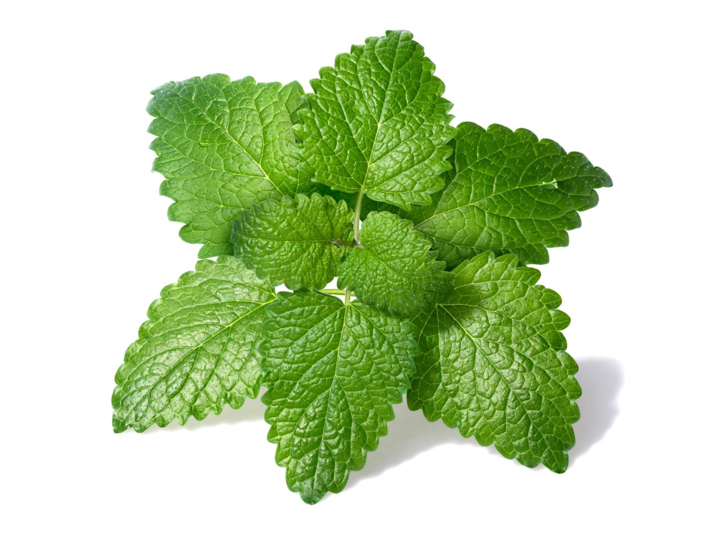 Lemon Balm Melissa