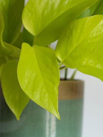 Philodendron Lemon Lime Complete Care Guide