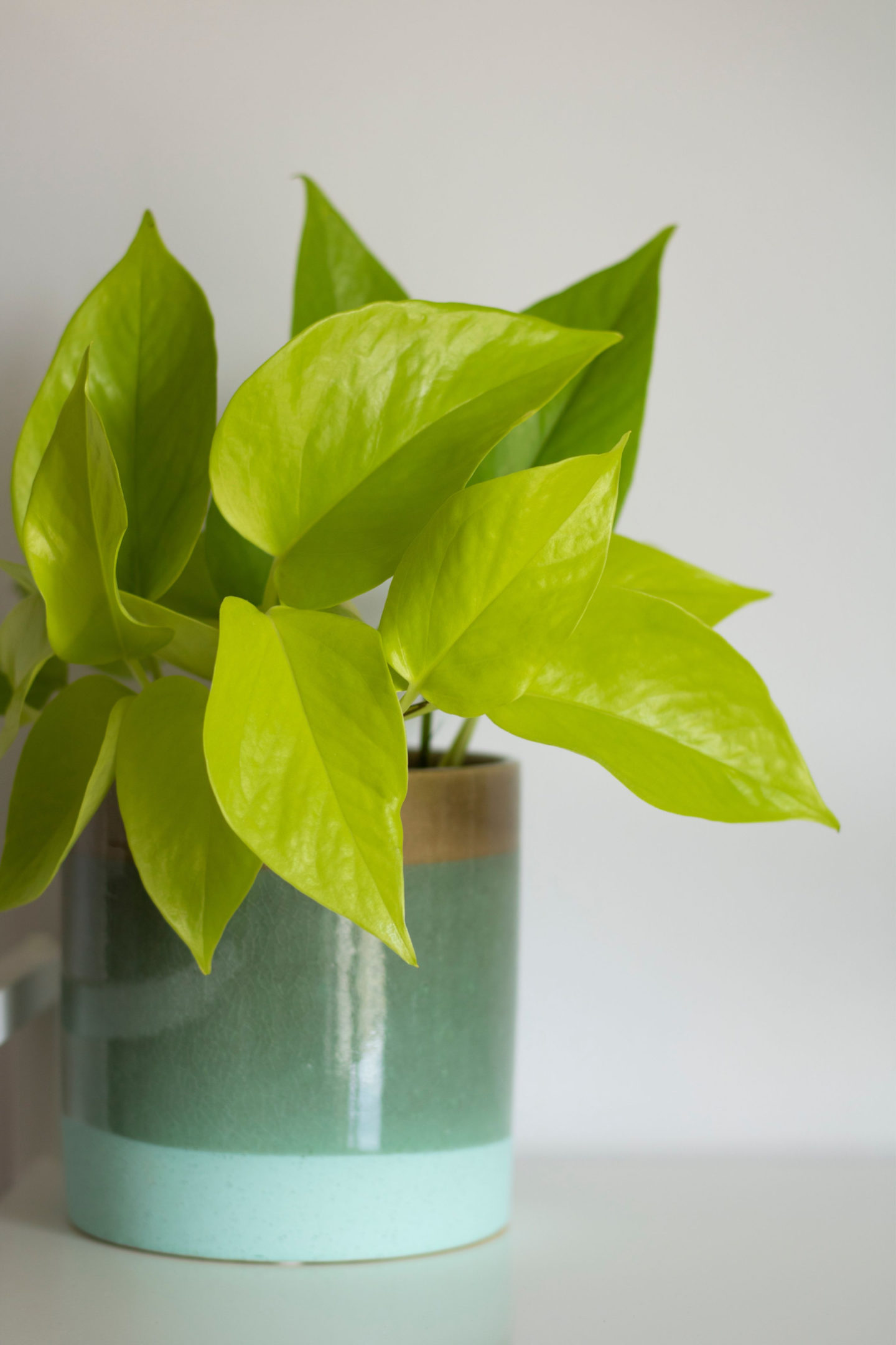 Lemon Lime Philodendron In Pot