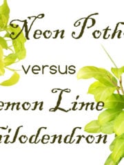 Lemon Lime Philodendron vs. Neon Pothos: Are They The Same?