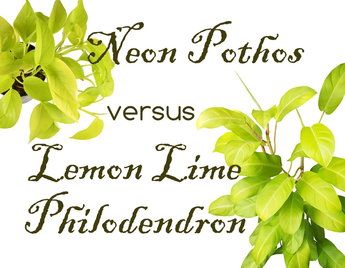 lemon lime philodendron vs neon pothos