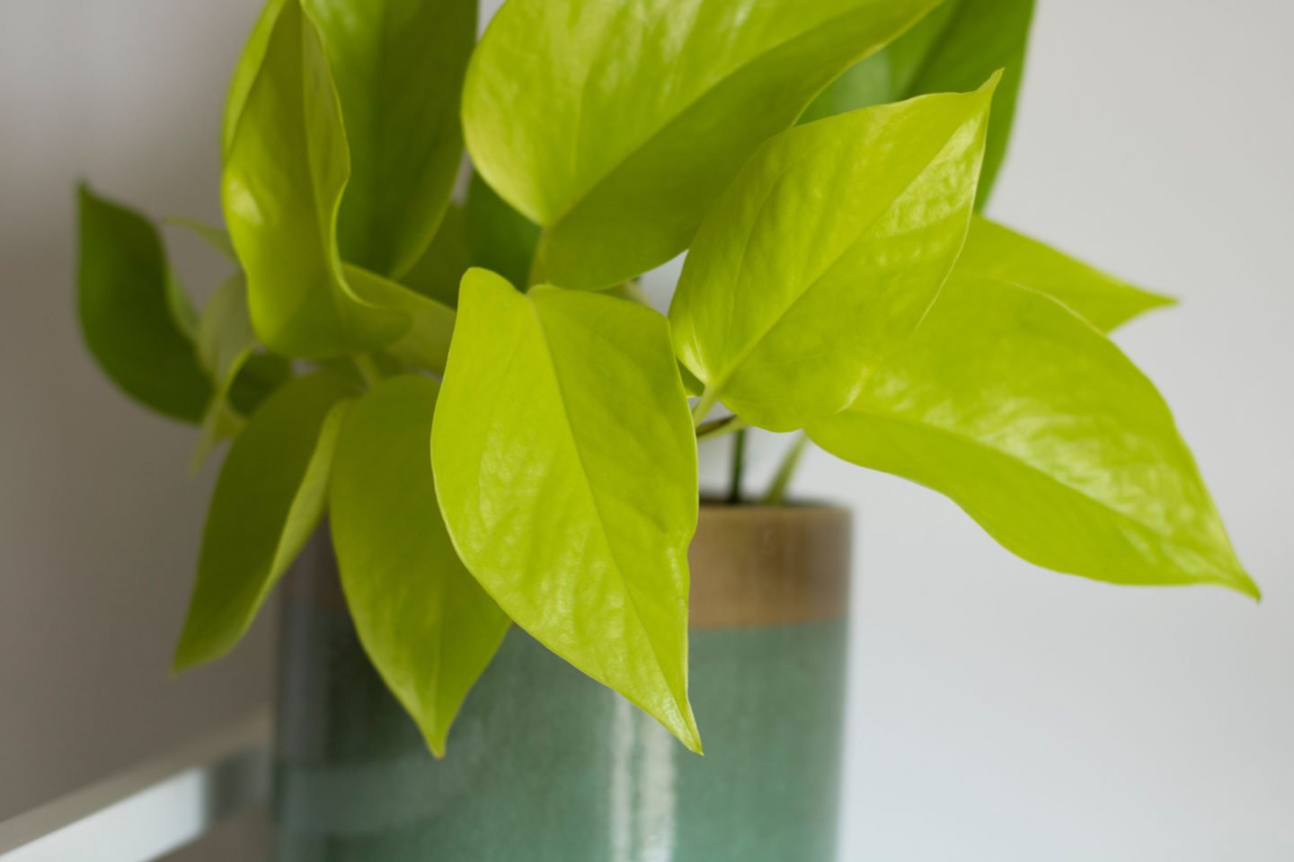 lemon lime philodendron