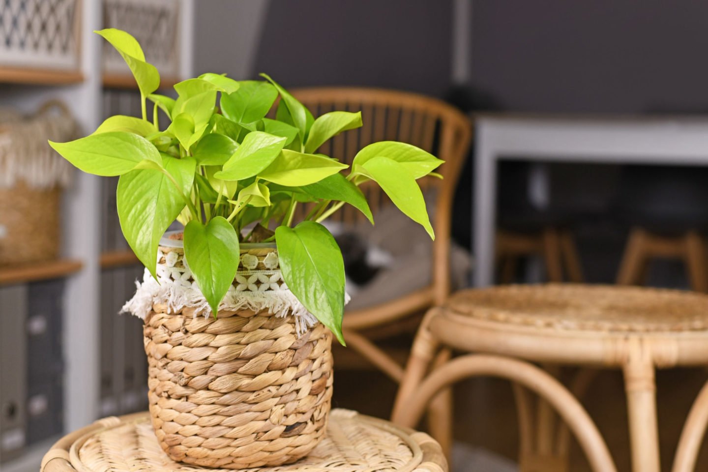 Neon Pothos In A Basket