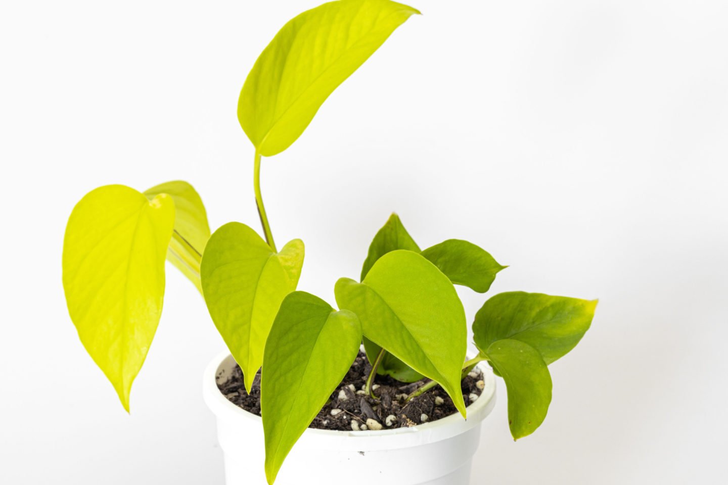 Neon Pothos In Pot