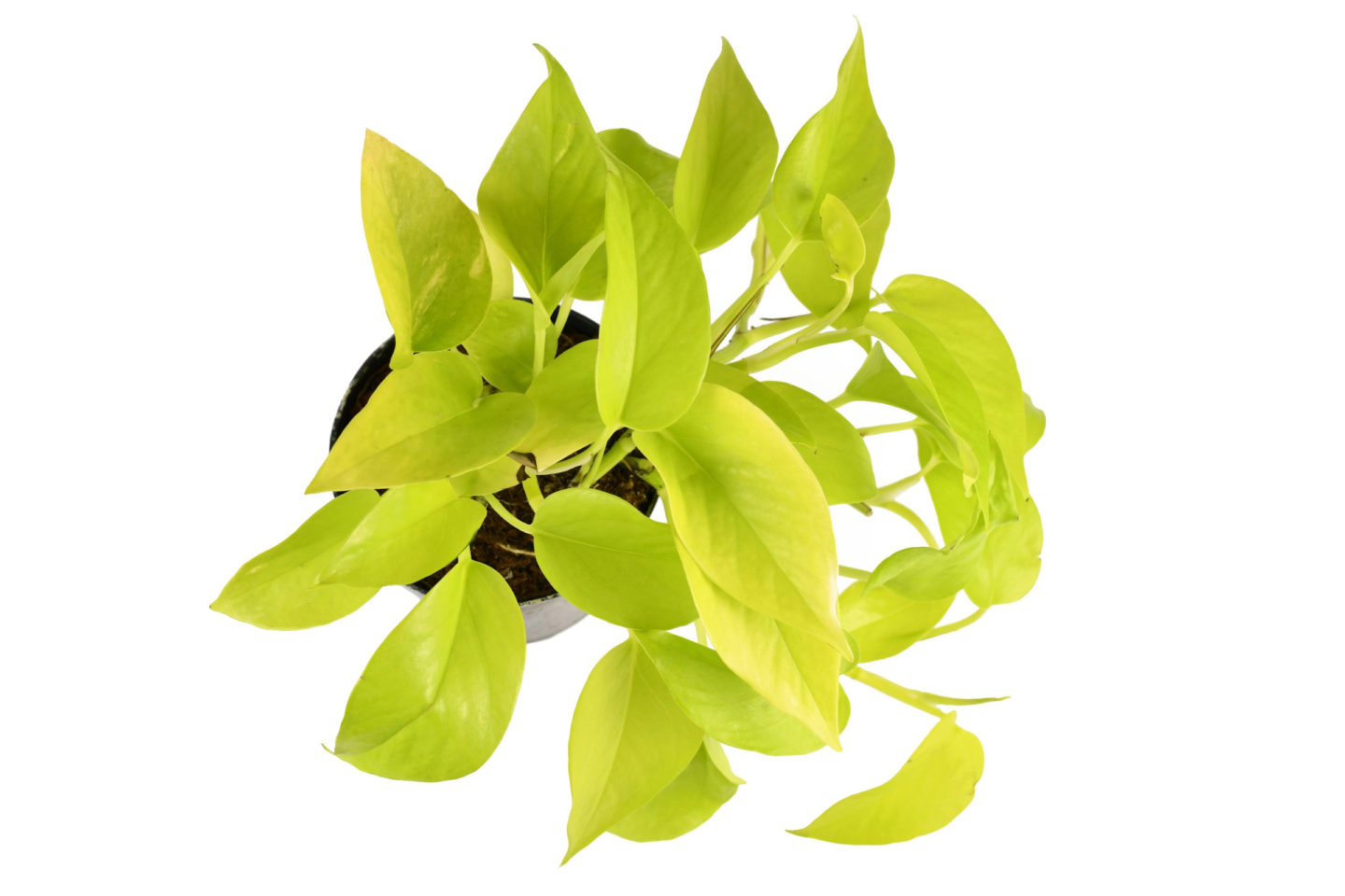 Neon Pothos Top