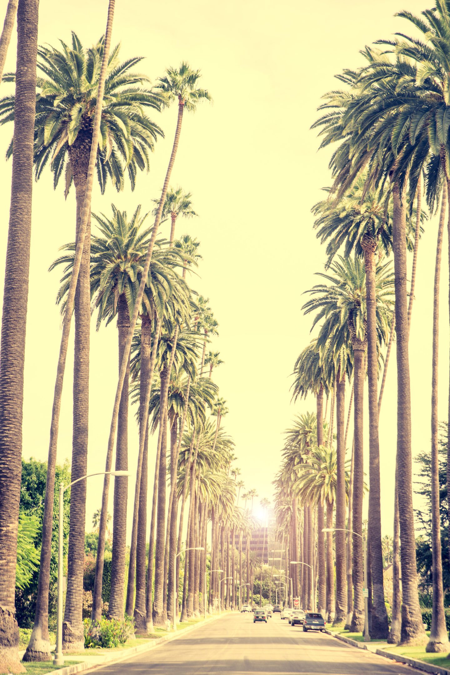 Palm Trees Beverly Hills