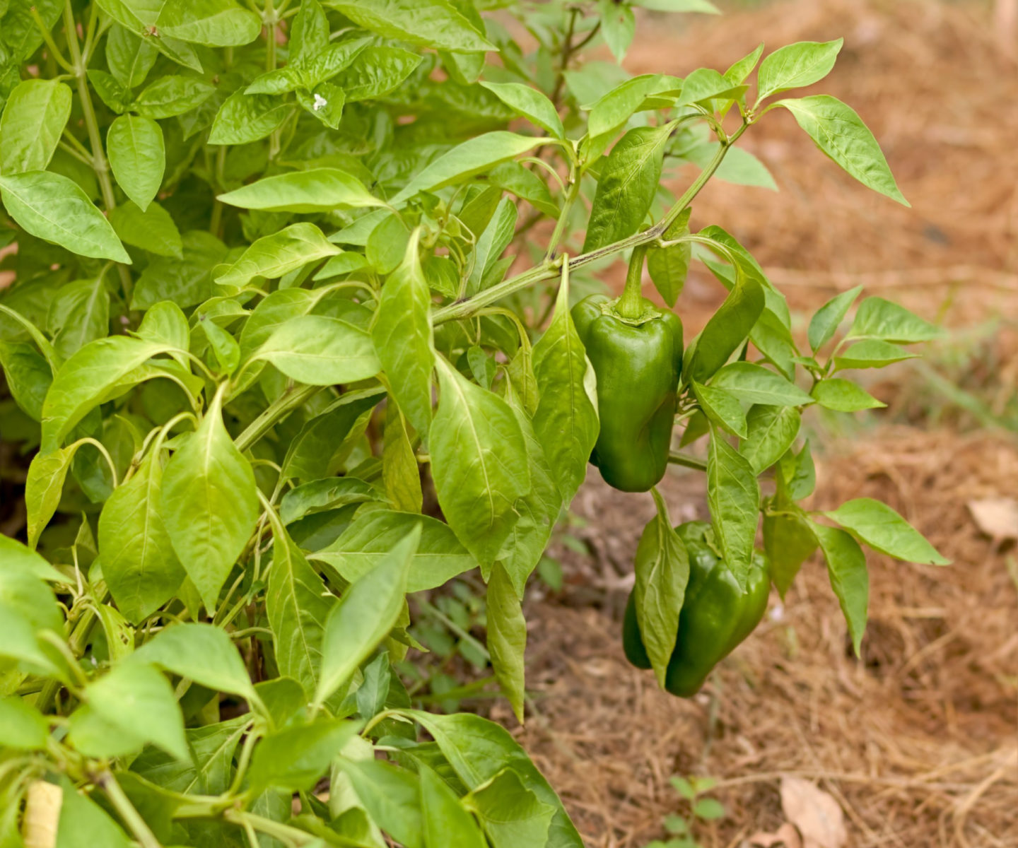 Pepper And Basil Growing Together