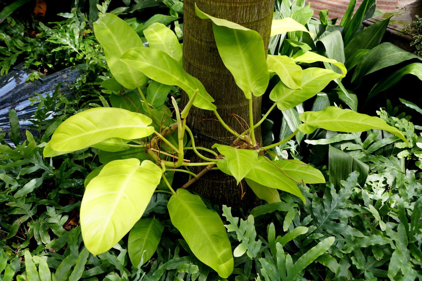 Philodendron Lemon Lime Growing On Trees