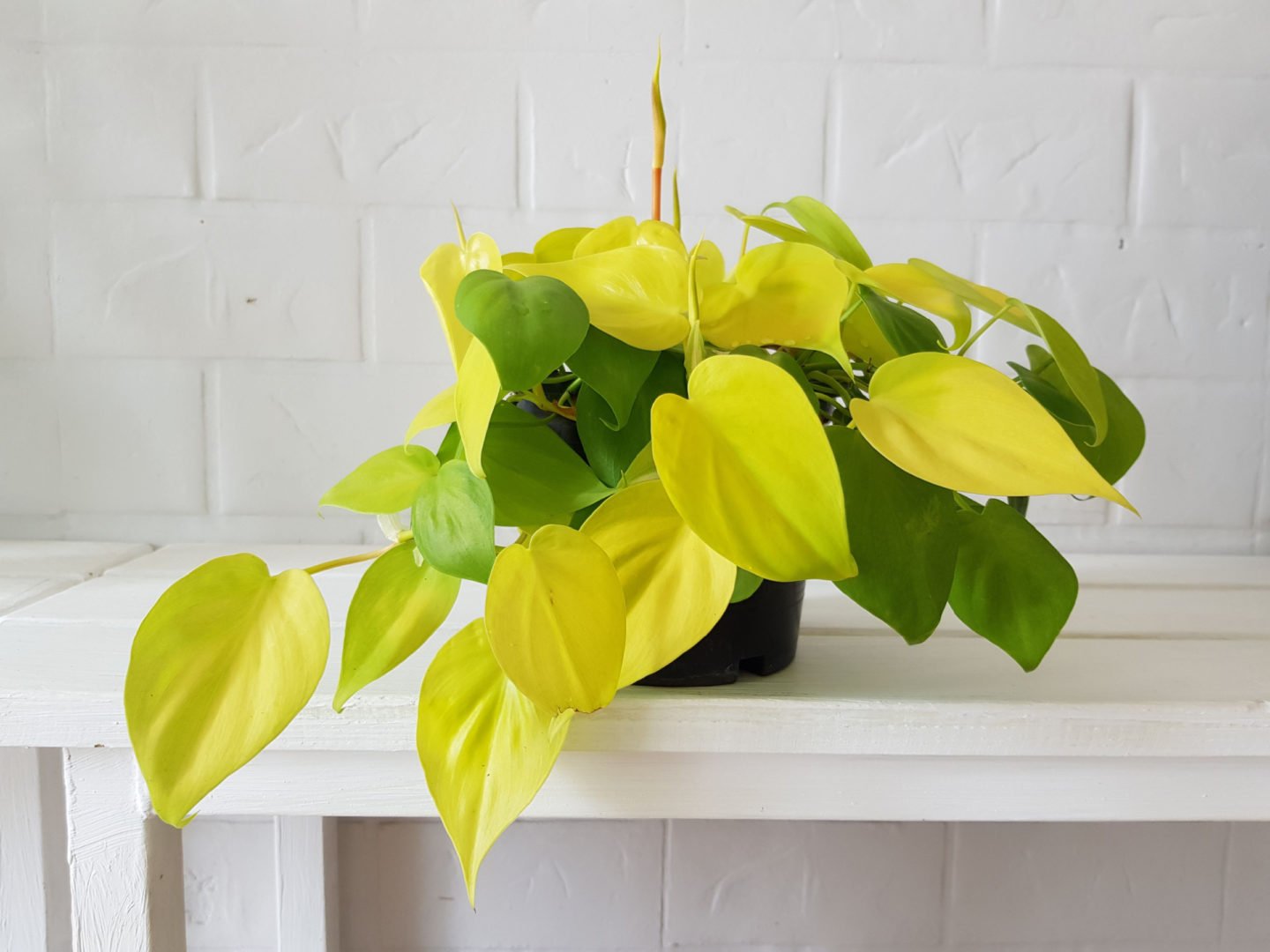 Philodendron Lemon Lime In Pot