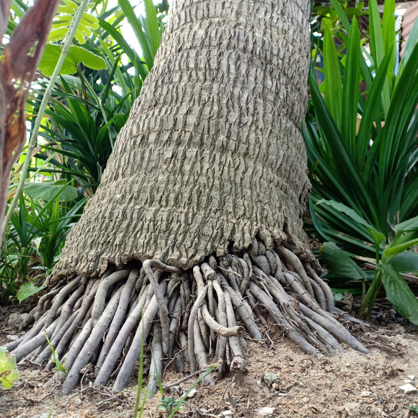 Roots Coconut Tree