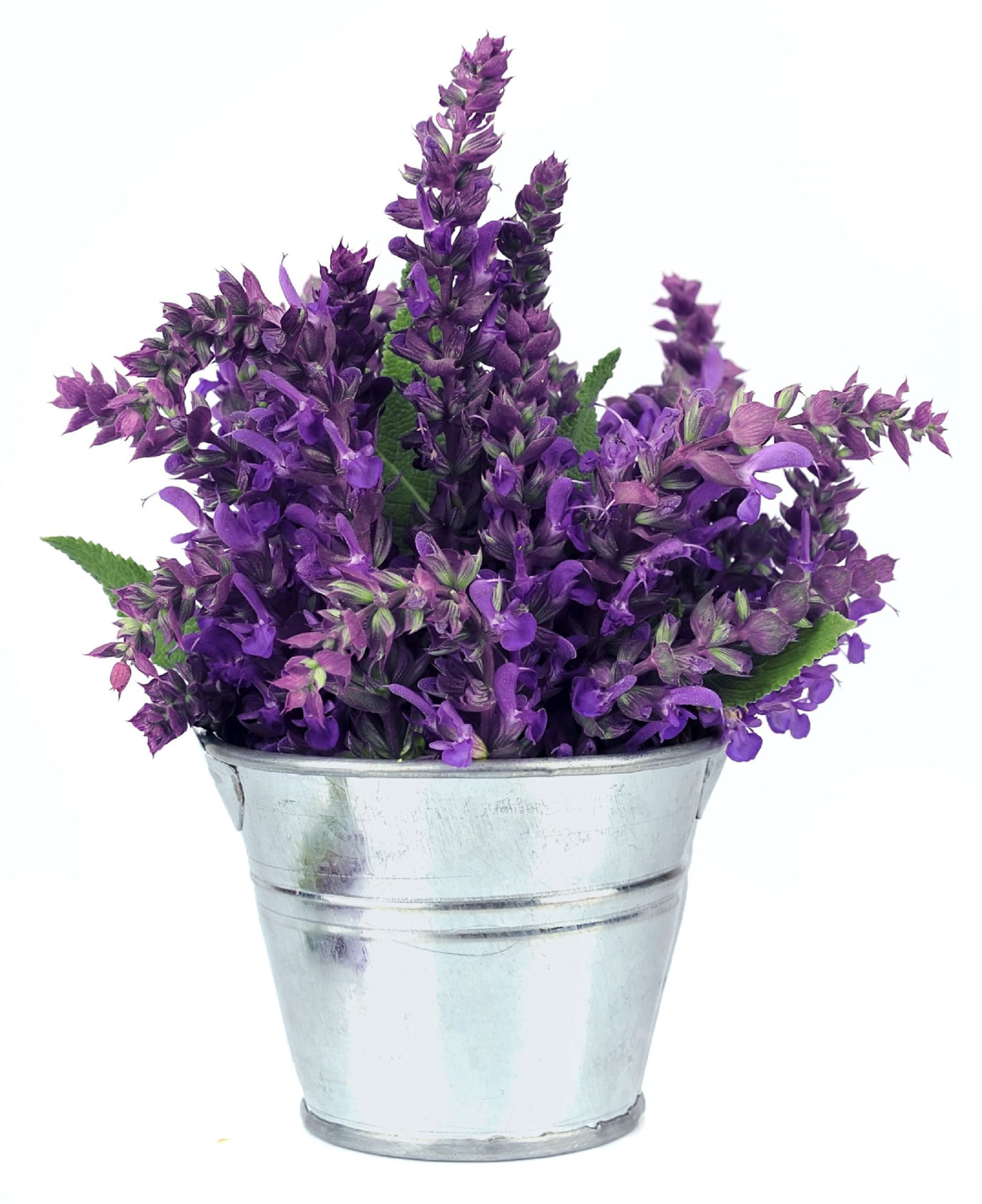 Sage Flowers In A Bucket