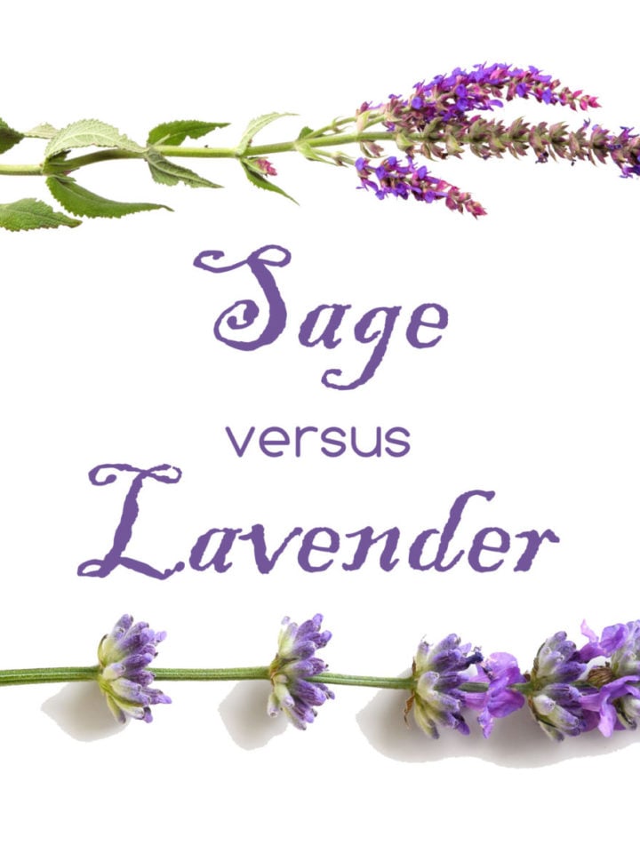French Lavender vs. English Lavender Differences and Similarities