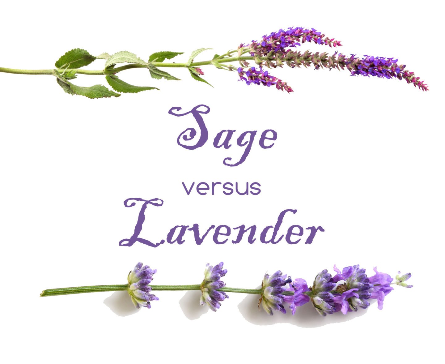 sage versus lavender flowers