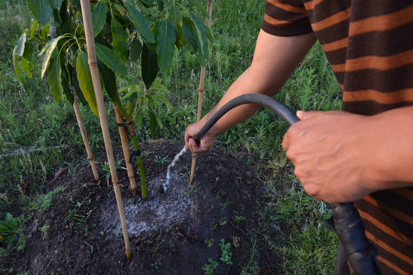 Watering Avocado Sapling