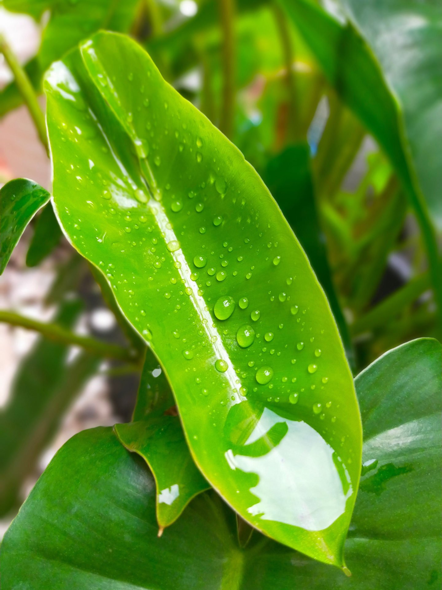 Wet Philodendron Lemon Lime Leaf