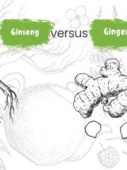 Ginseng vs. Ginger: Are They the Same?