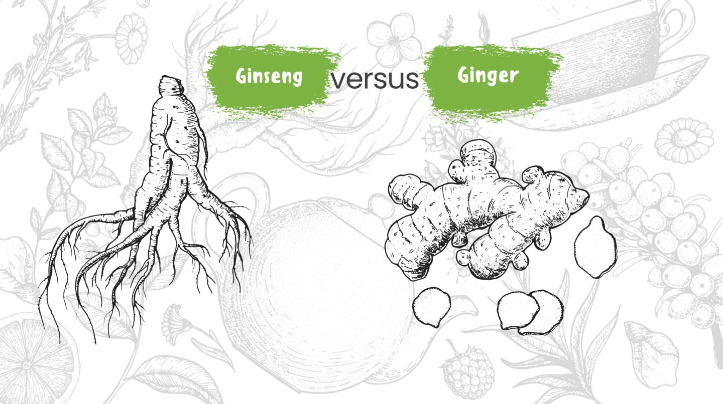 ginseng versus ginger main