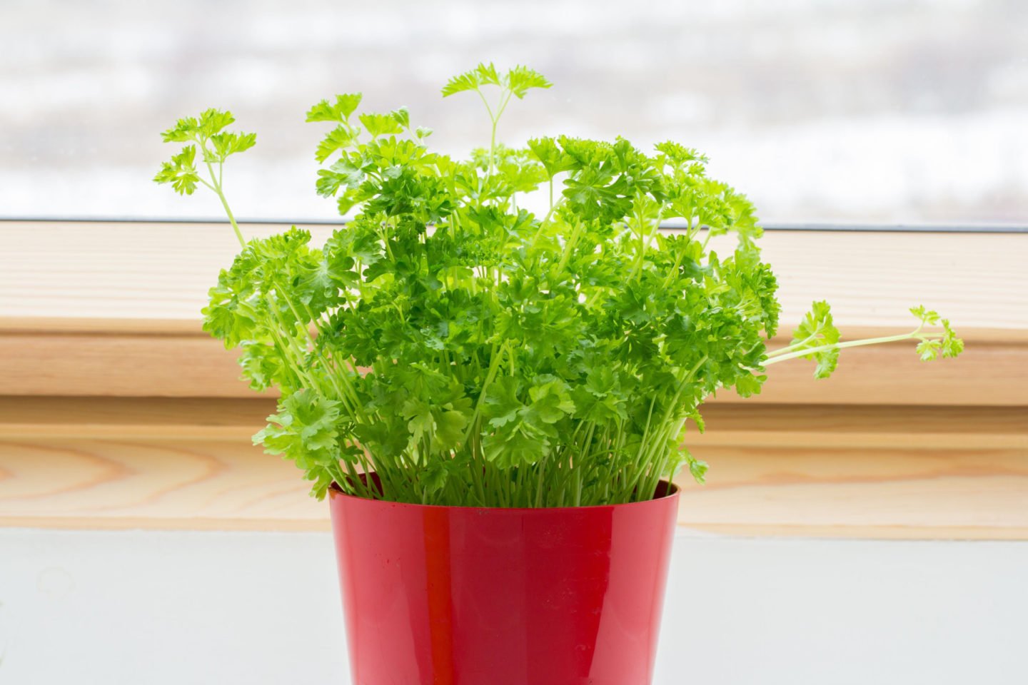 Growing Parsley Indoors