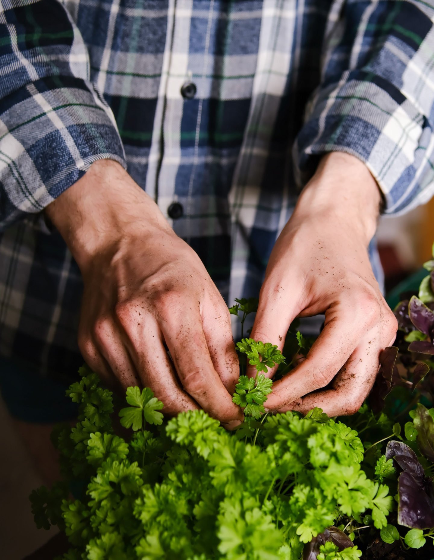 Harrvesting Parsley In A Pot