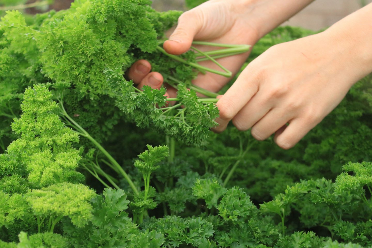 Harvesting Parsley From The Garden