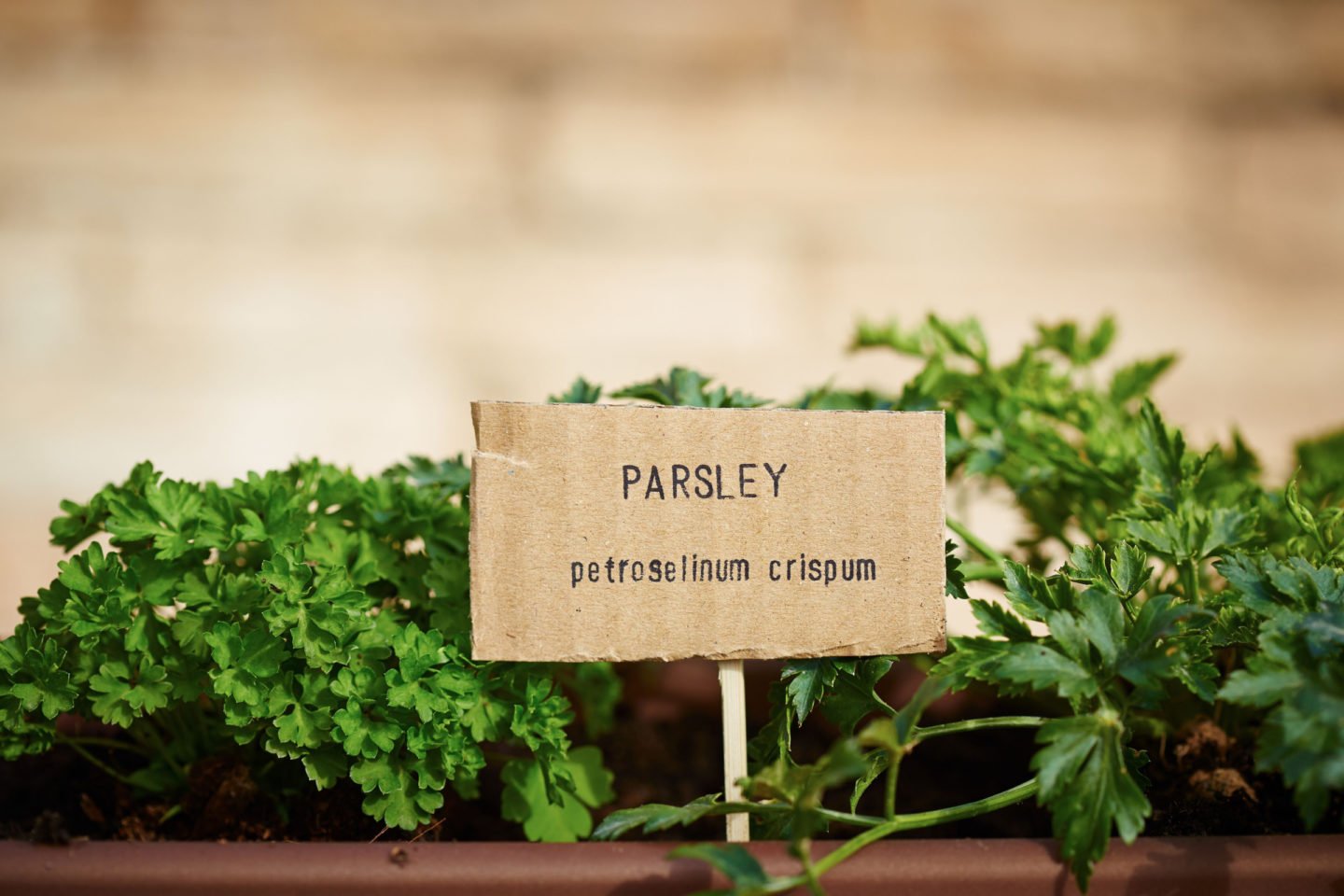 Parsley In A Pot