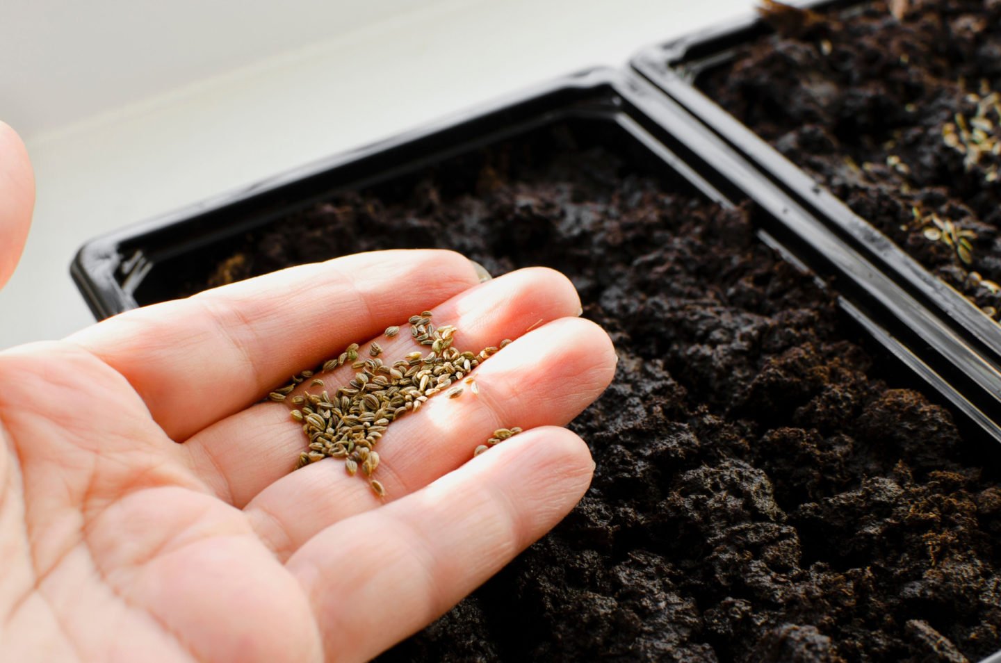 Parsley Seeds In Hand