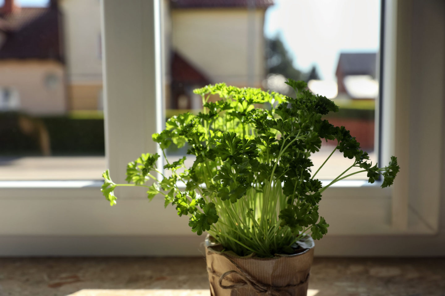 Potted Parsley By The Window