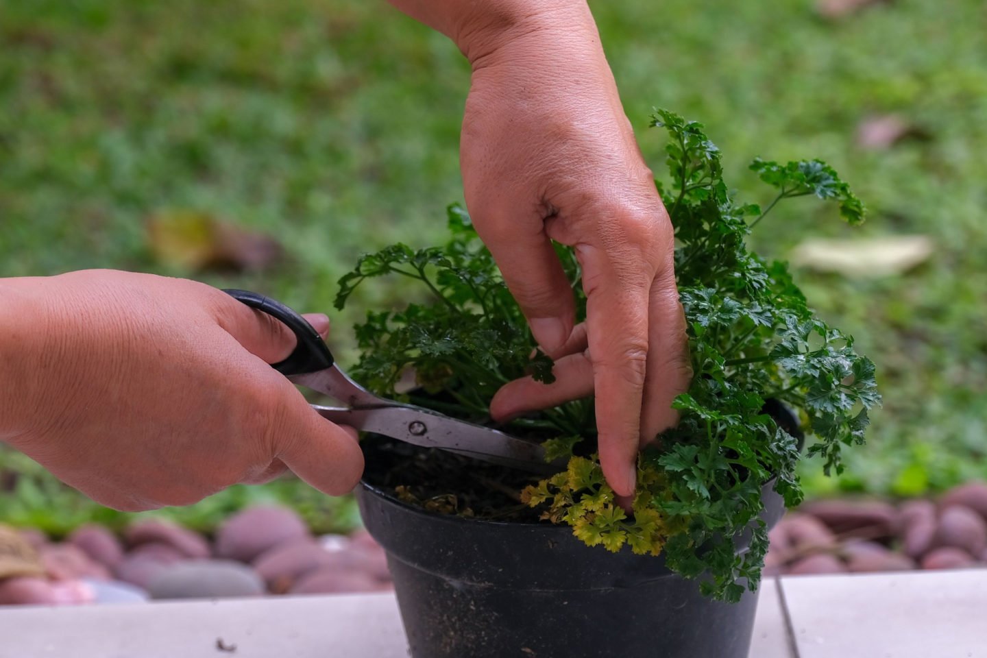 Pruning Parsley In A Pot