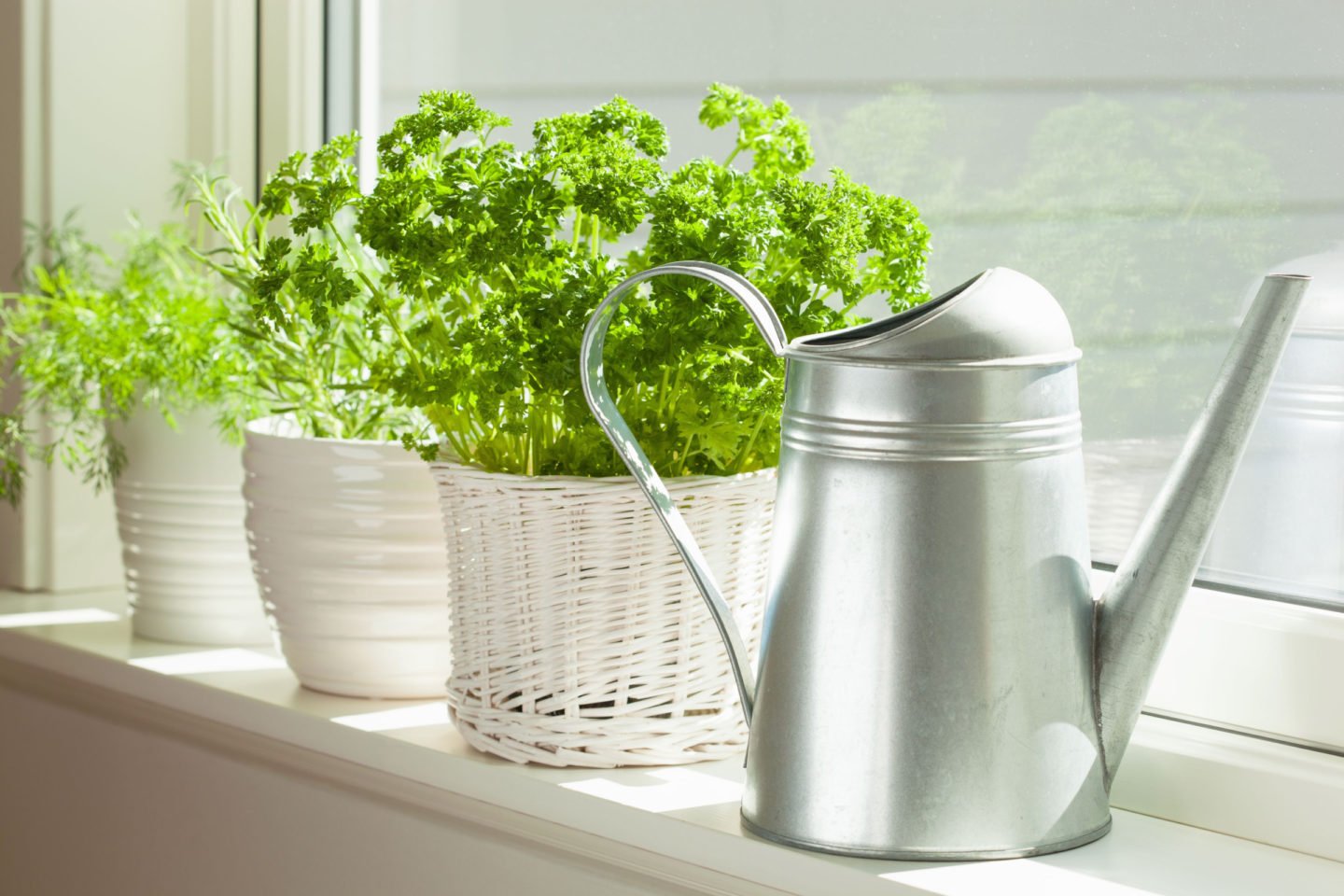 Watering Parsley Plants