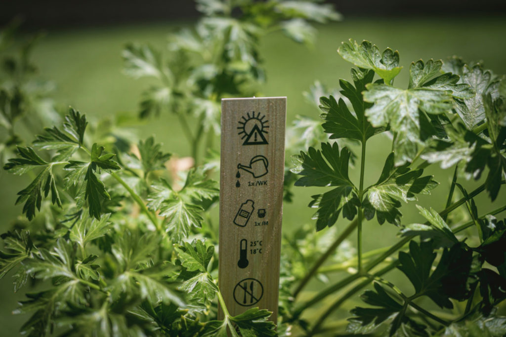 Parsley Care Guide How To Harvest Parsley Without Killing The Plant