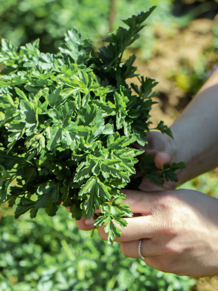 Parsley Care Guide How To Grow Parsley Indoors Tastylicious