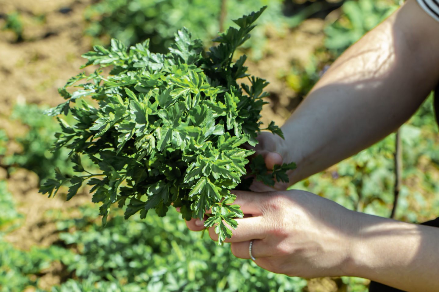 woman harvesting or picking fresh parsley