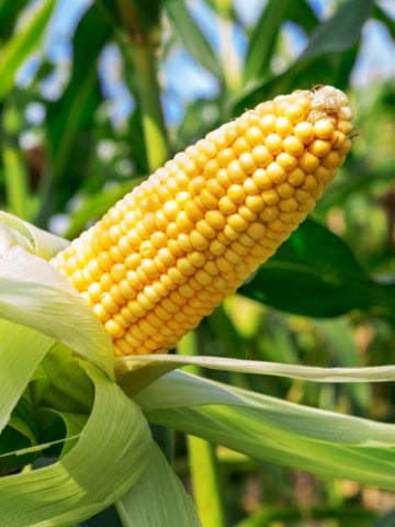 An Ear Of Corn 360x480