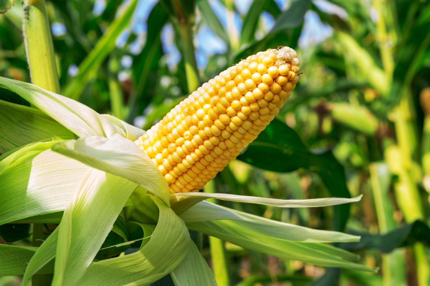 an ear of corn ripening under the sun