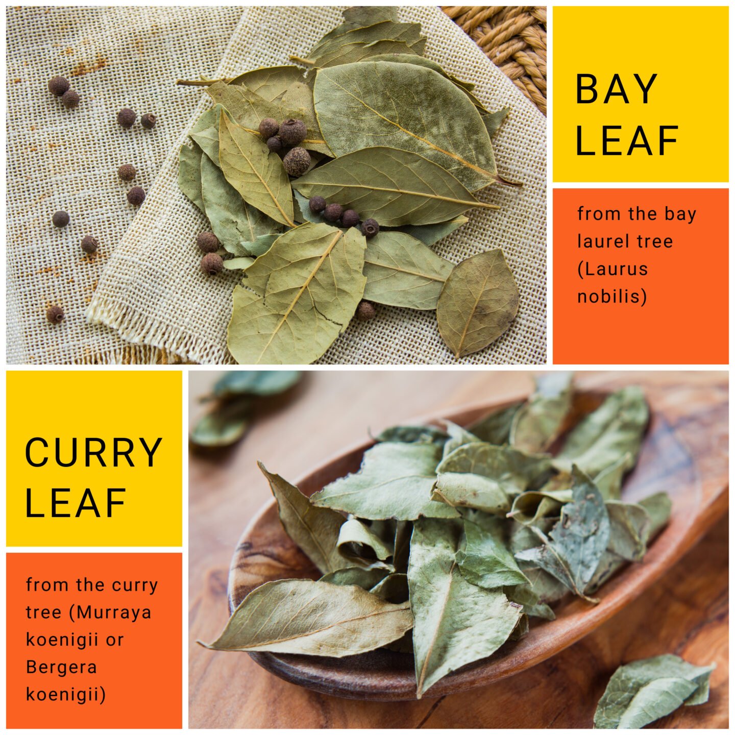 bay leaf versus curry leaf