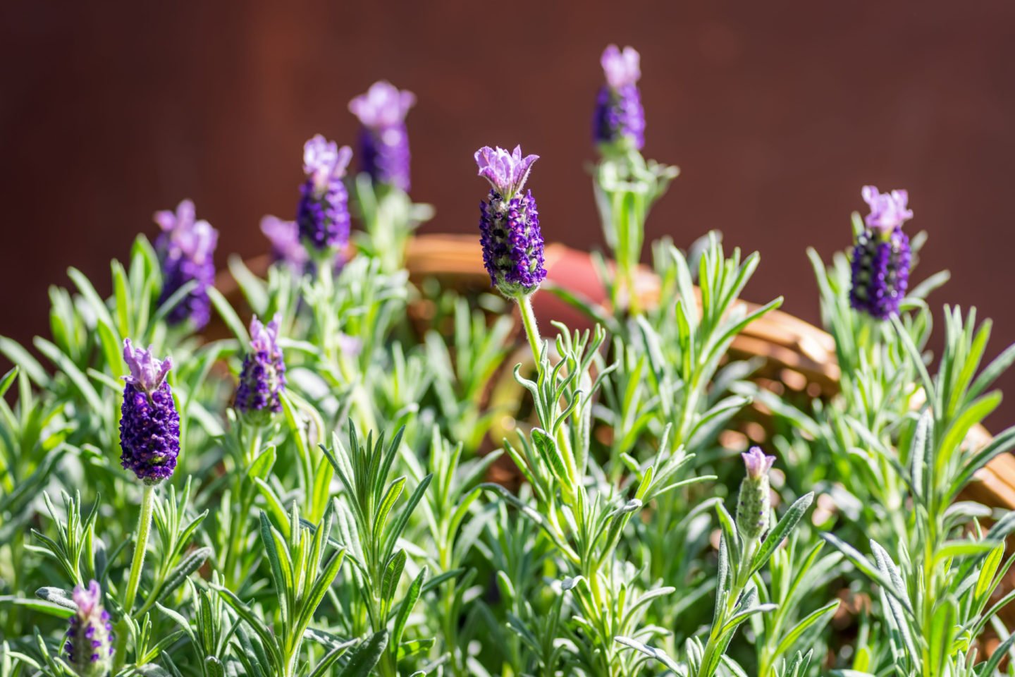closeup view of lavender blooms