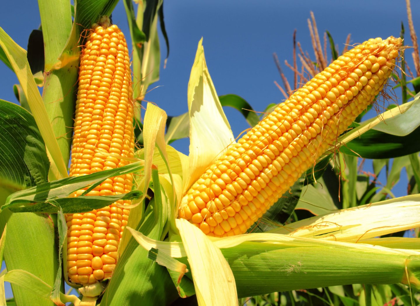 corn cobs on a stalk