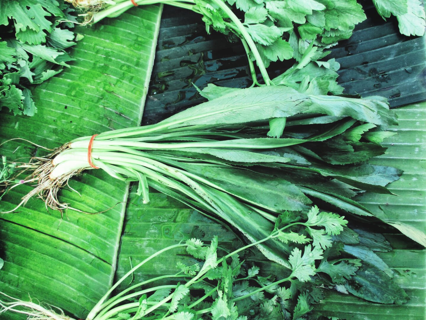 culantro leaves with cilantro herbs