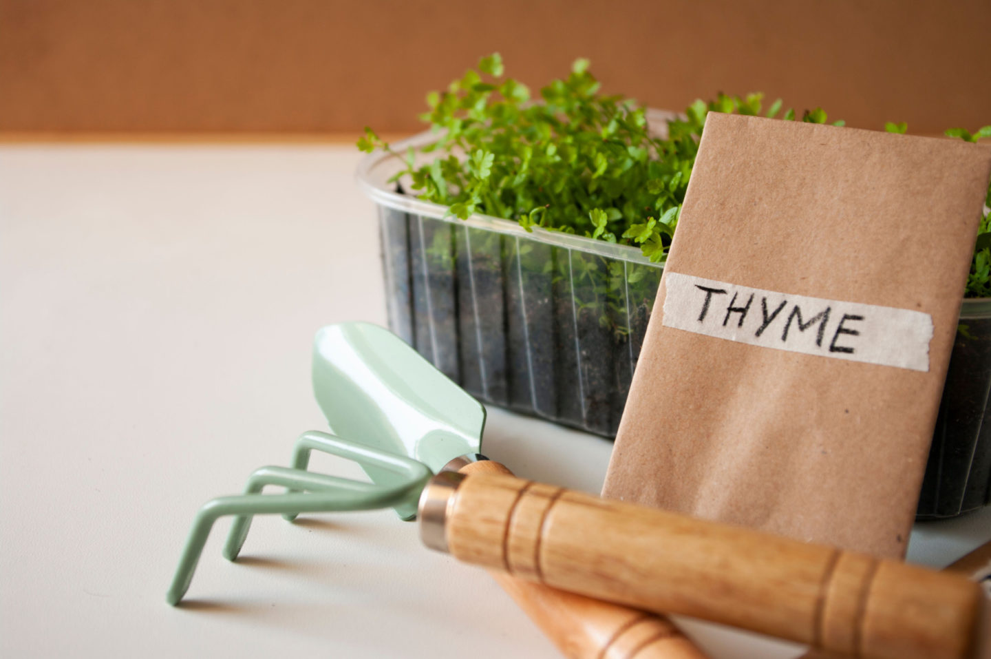 cultivating thyme from seed