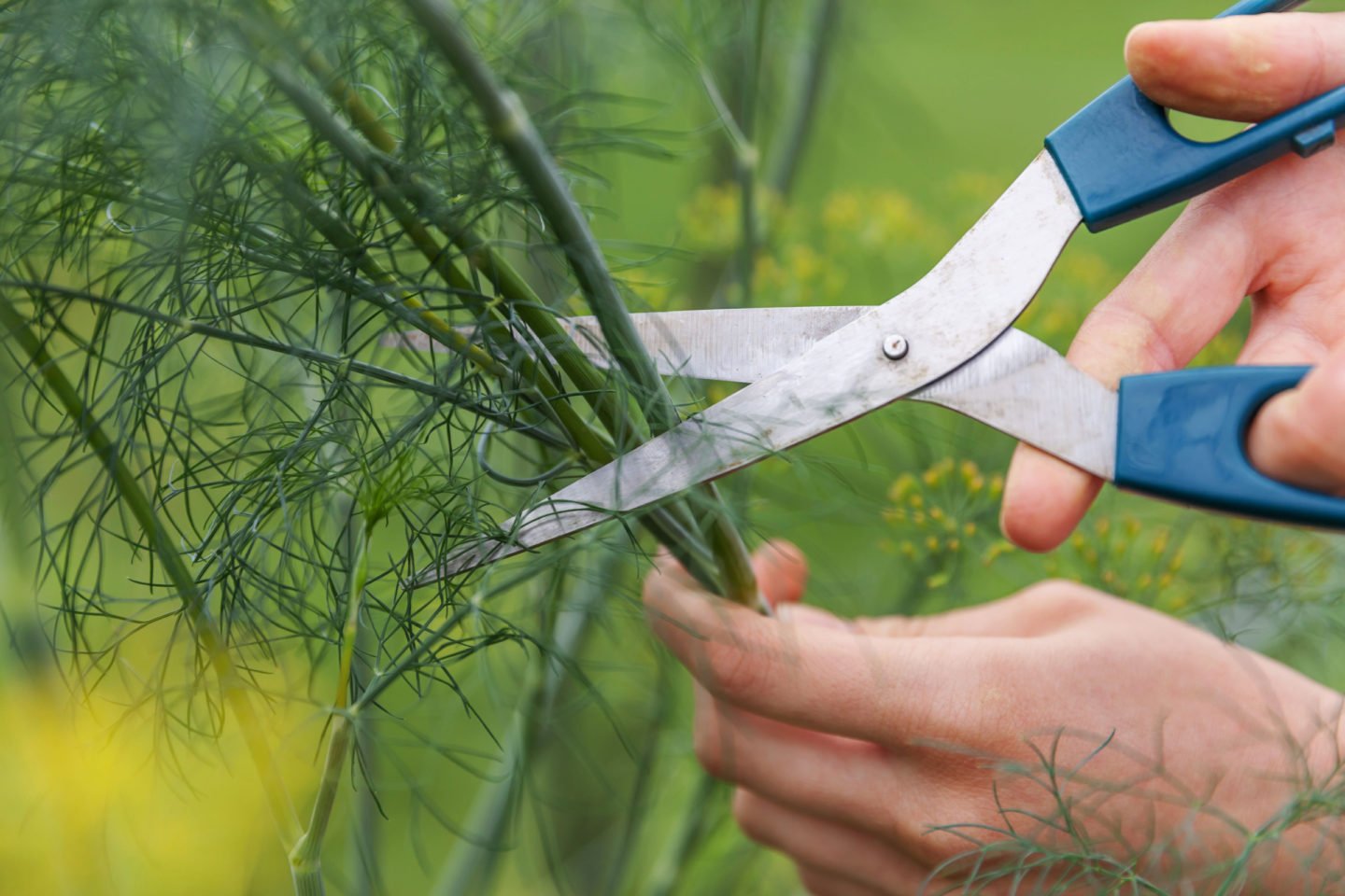 Cutting Dill Stems