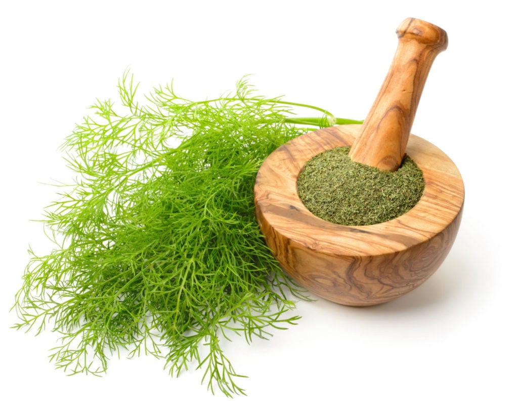 Dill vs. Dill Weed How Are They Different or Similar? Tastylicious