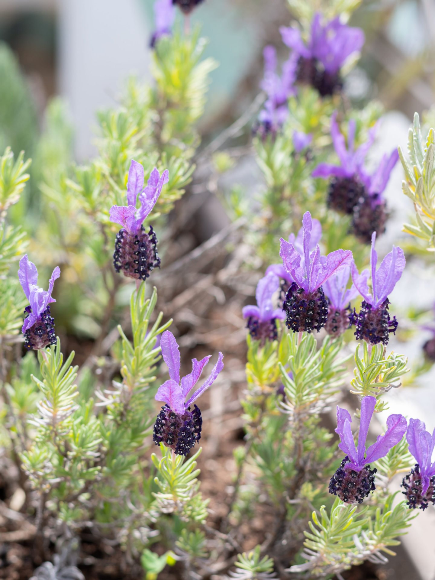 flowering English lavender