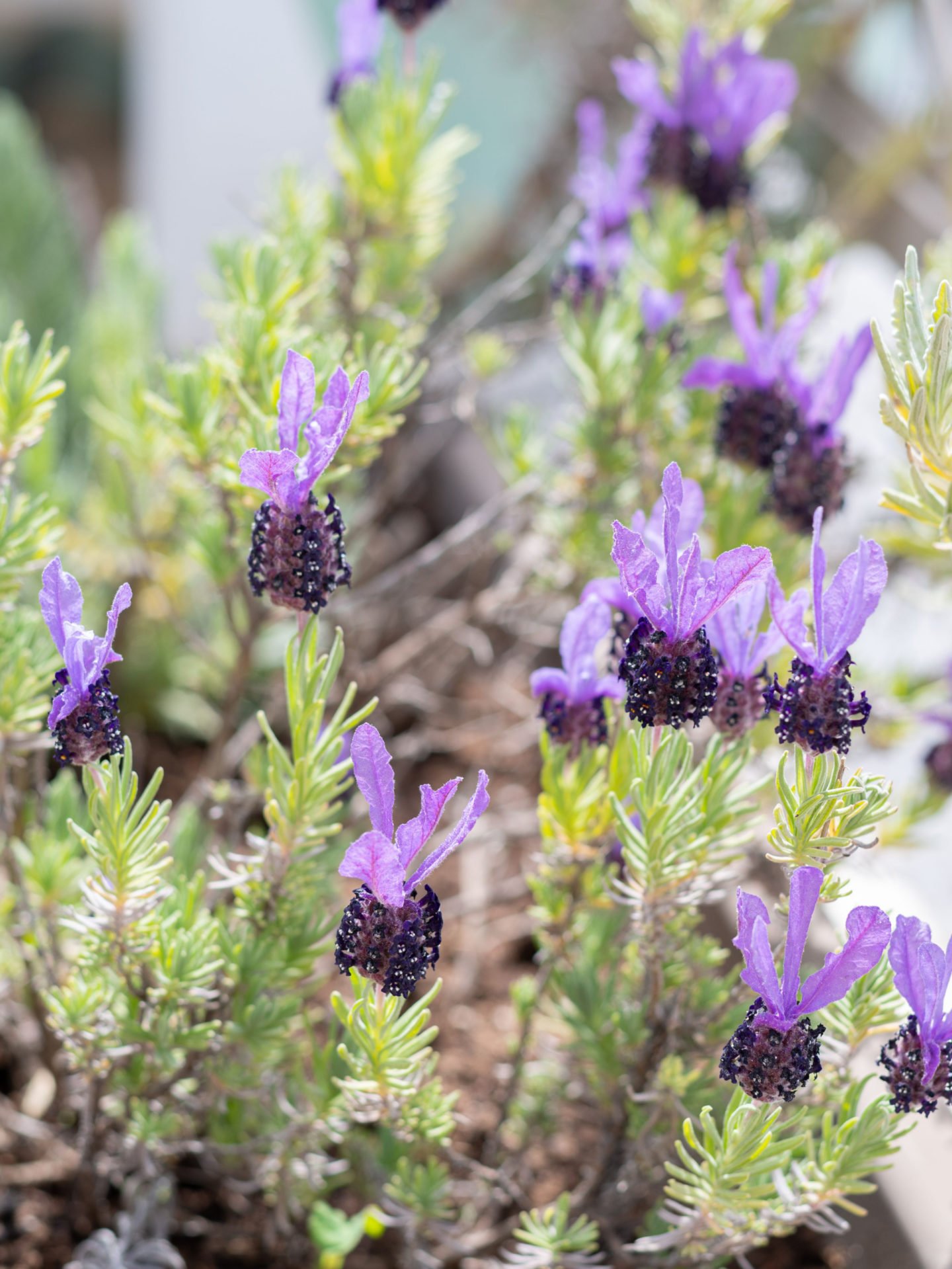 lavandula angustifolia jean davis