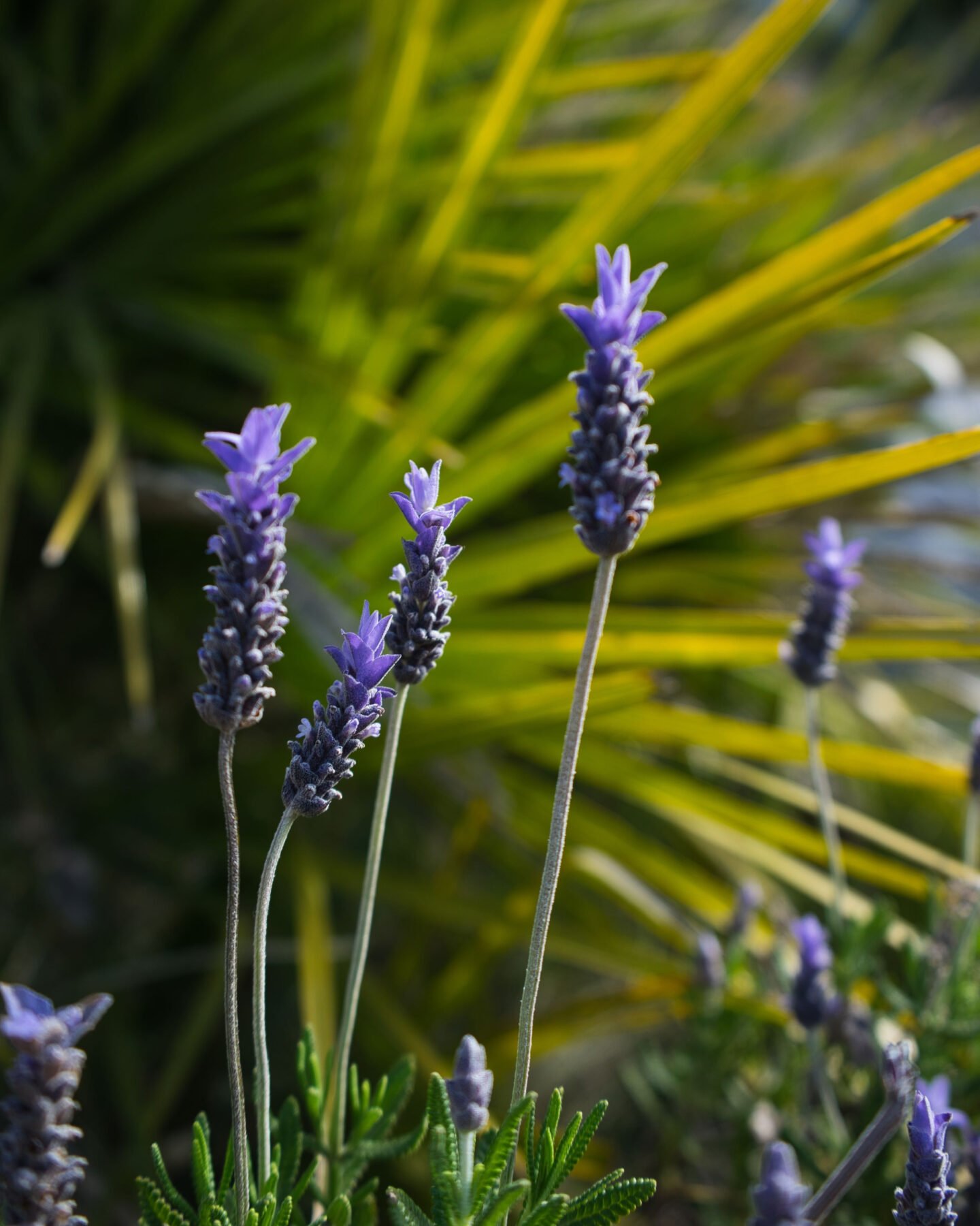 french lavender lavandula dentata