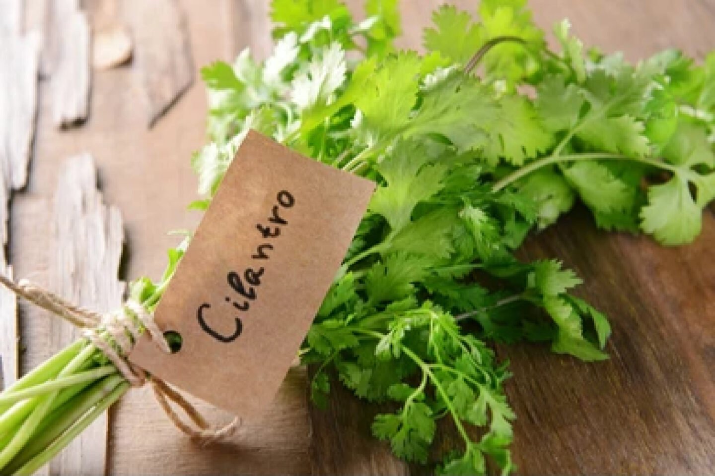 fresh cilantro on a table