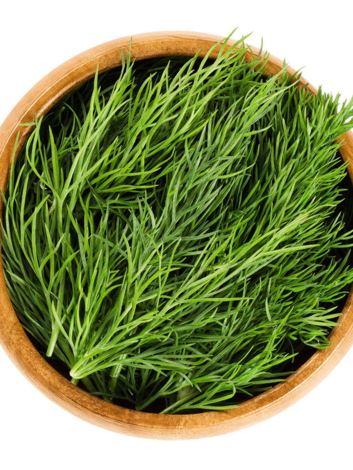 Dill Care Guide 7 Tips To Harvest Dill Without Killing The Plant