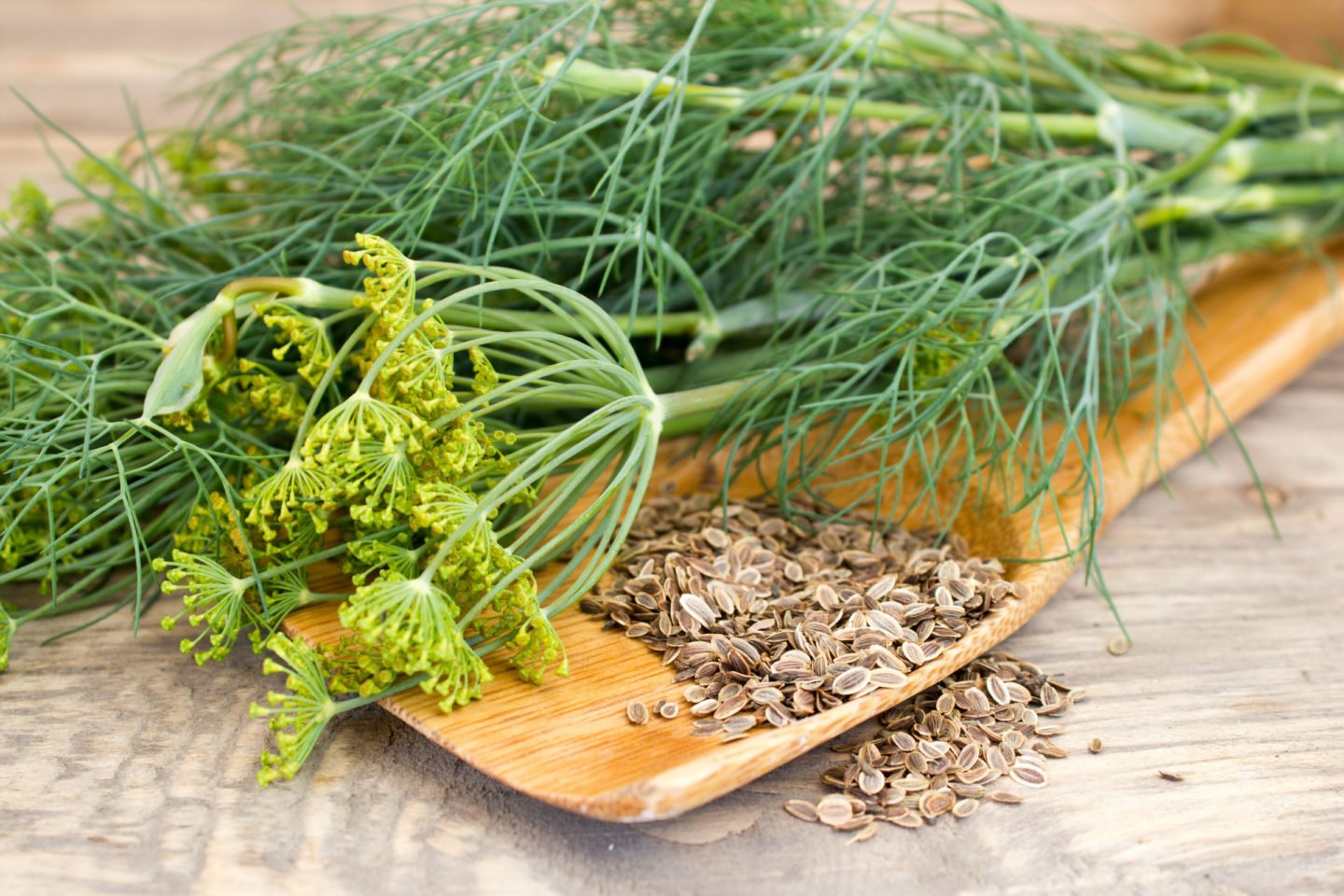 fresh dill fronds with flowers and seeds