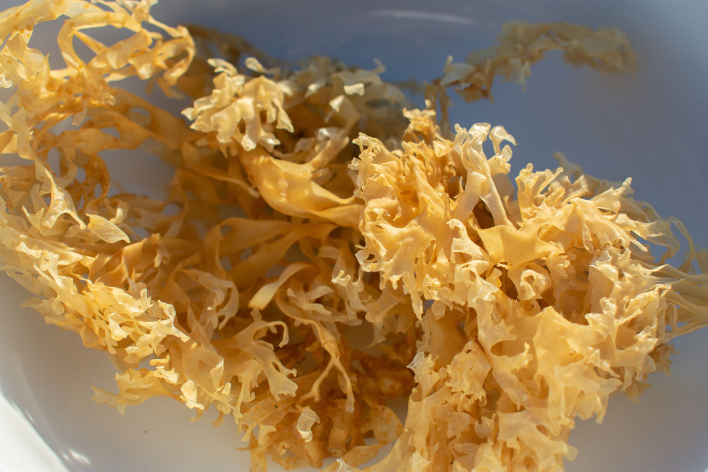 golden irish sea moss